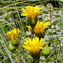 Sivun Berkheya herbacea (L. fil.) Druce kuva