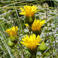 Imagem de Berkheya herbacea (L. fil.) Druce