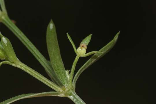 Image of Bracted Bedstraw