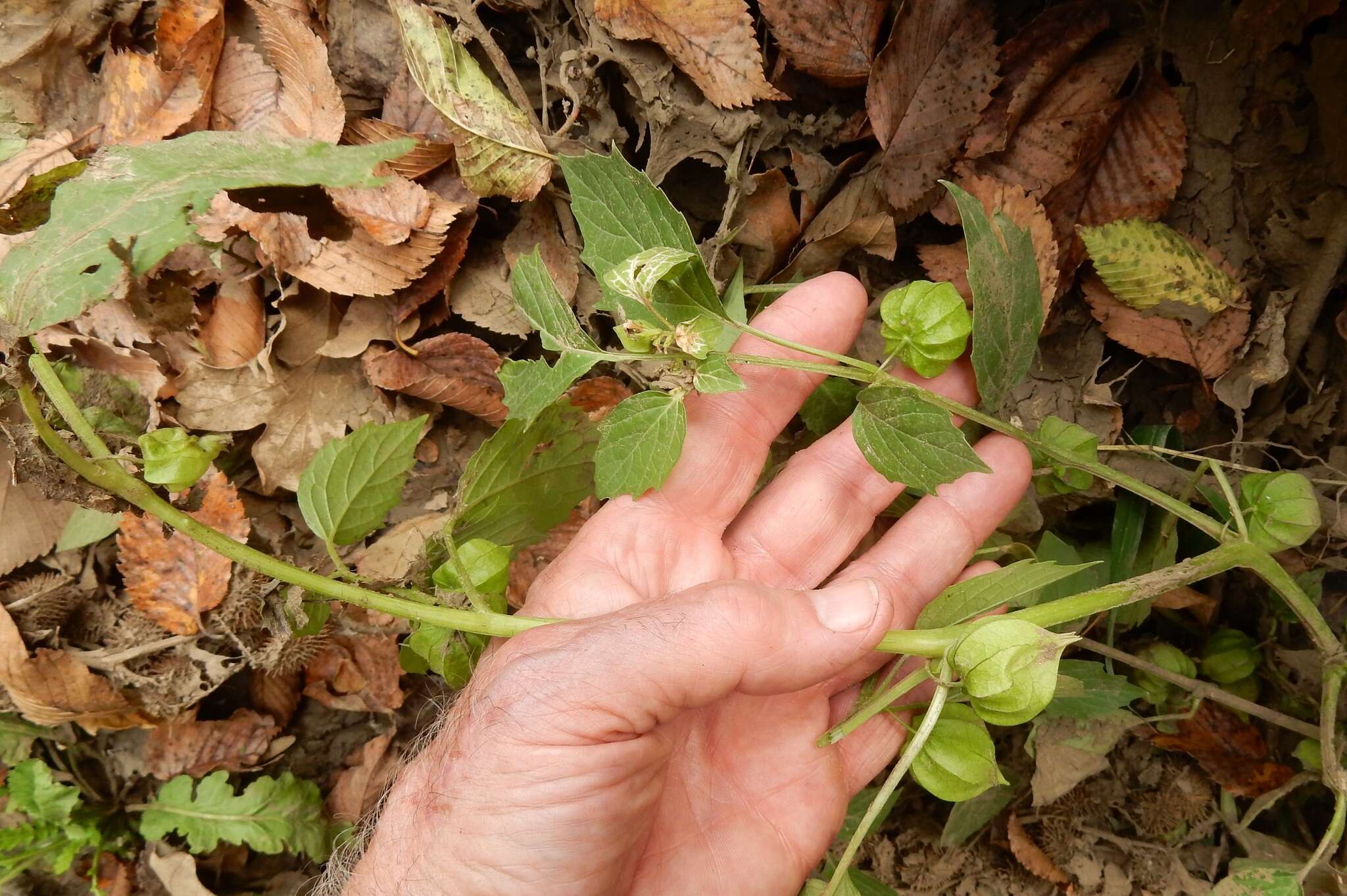 Image of cutleaf groundcherry