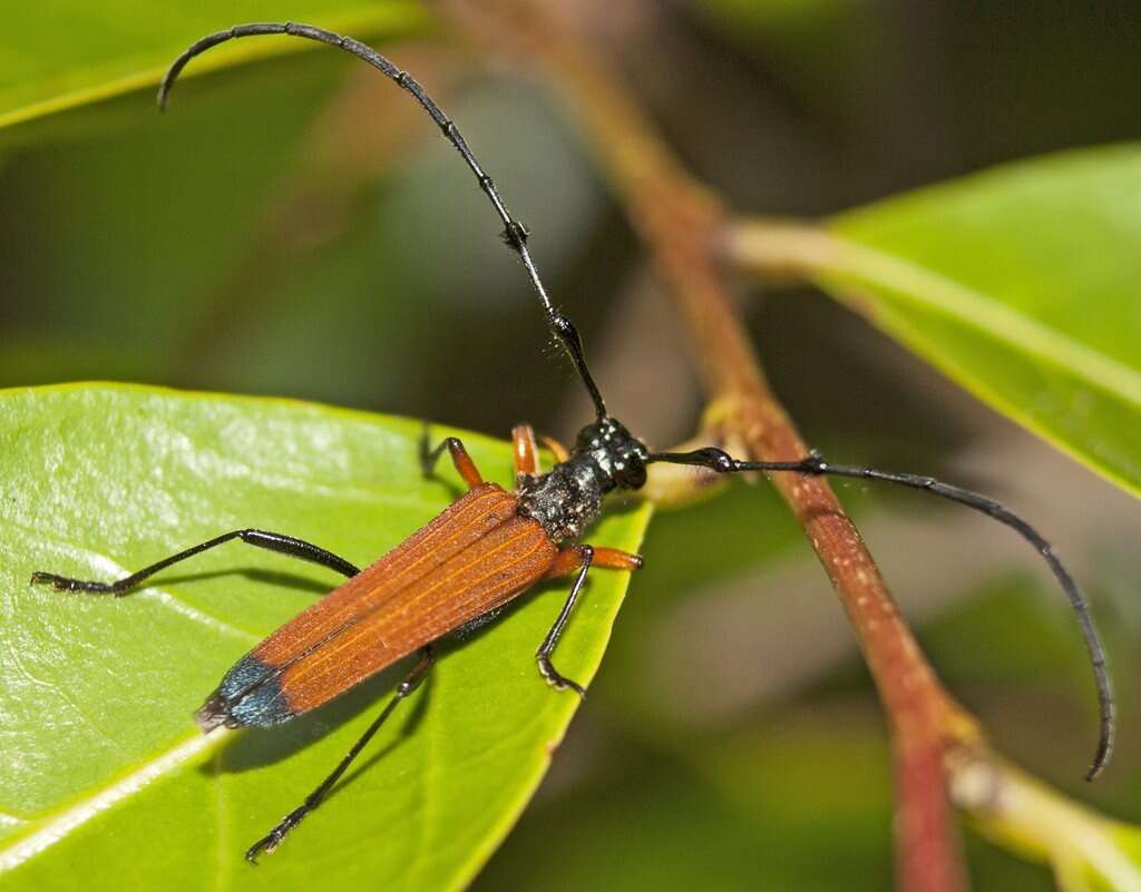 Image of Tritocosmia atricilla Newman 1850