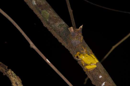 Image of Triangle Treefrog