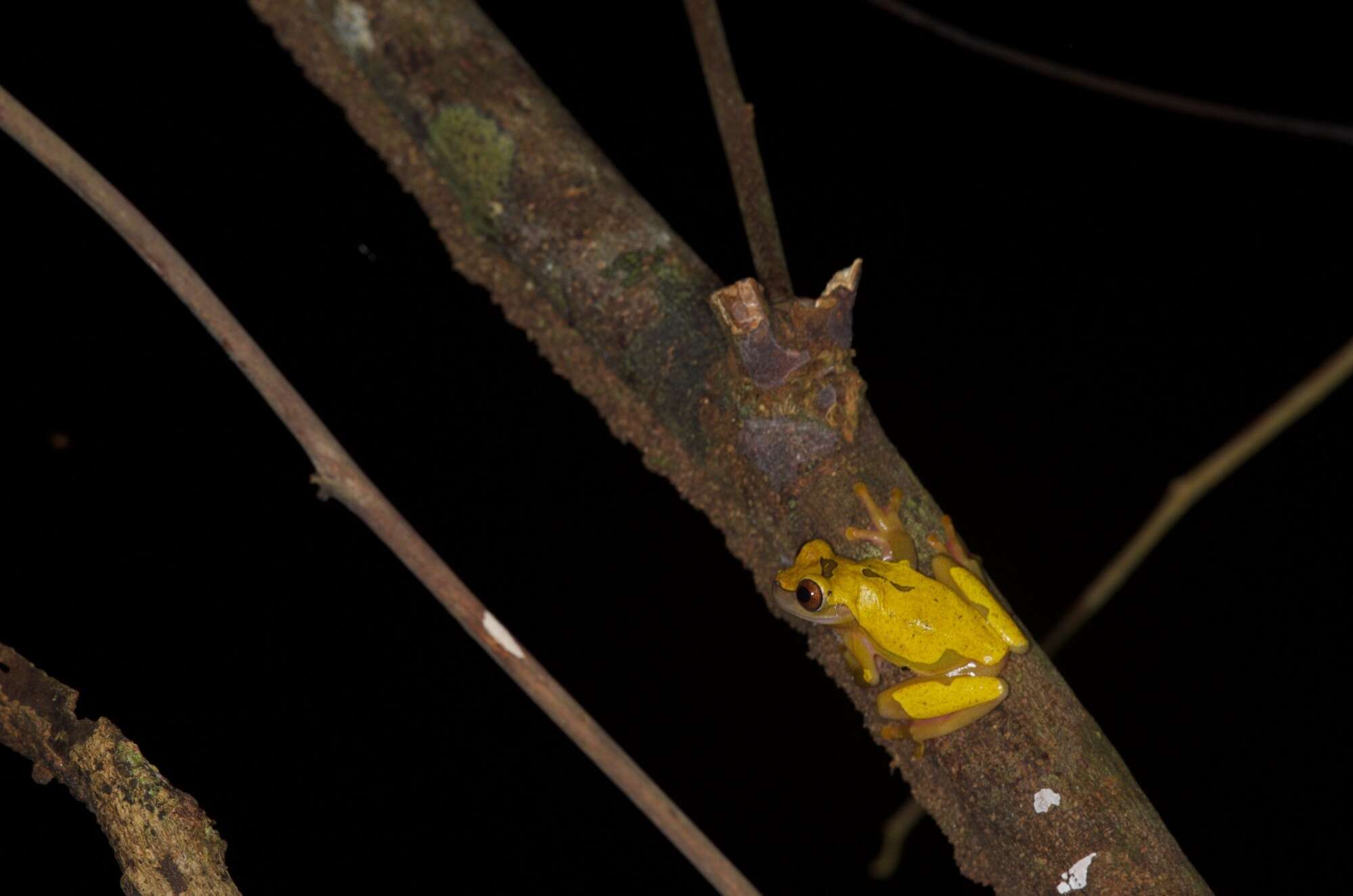 Imagem de Dendropsophus triangulum (Günther 1869)