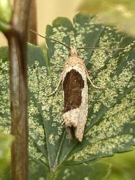 Image of Leaf roller