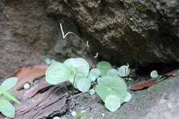 Image of Peperomia claytonioides Kunth