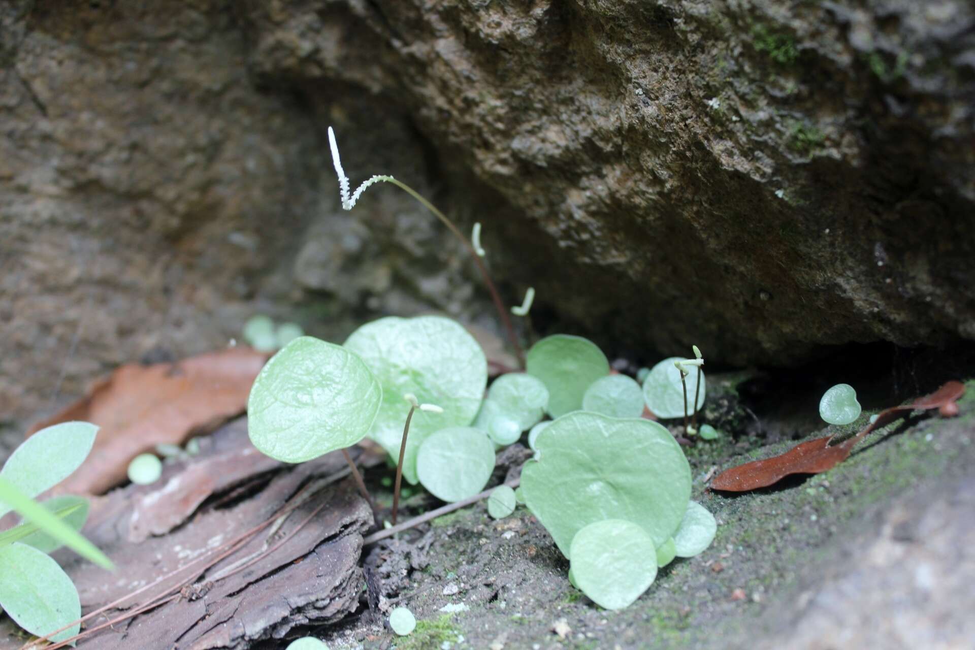 Image of Peperomia claytonioides Kunth