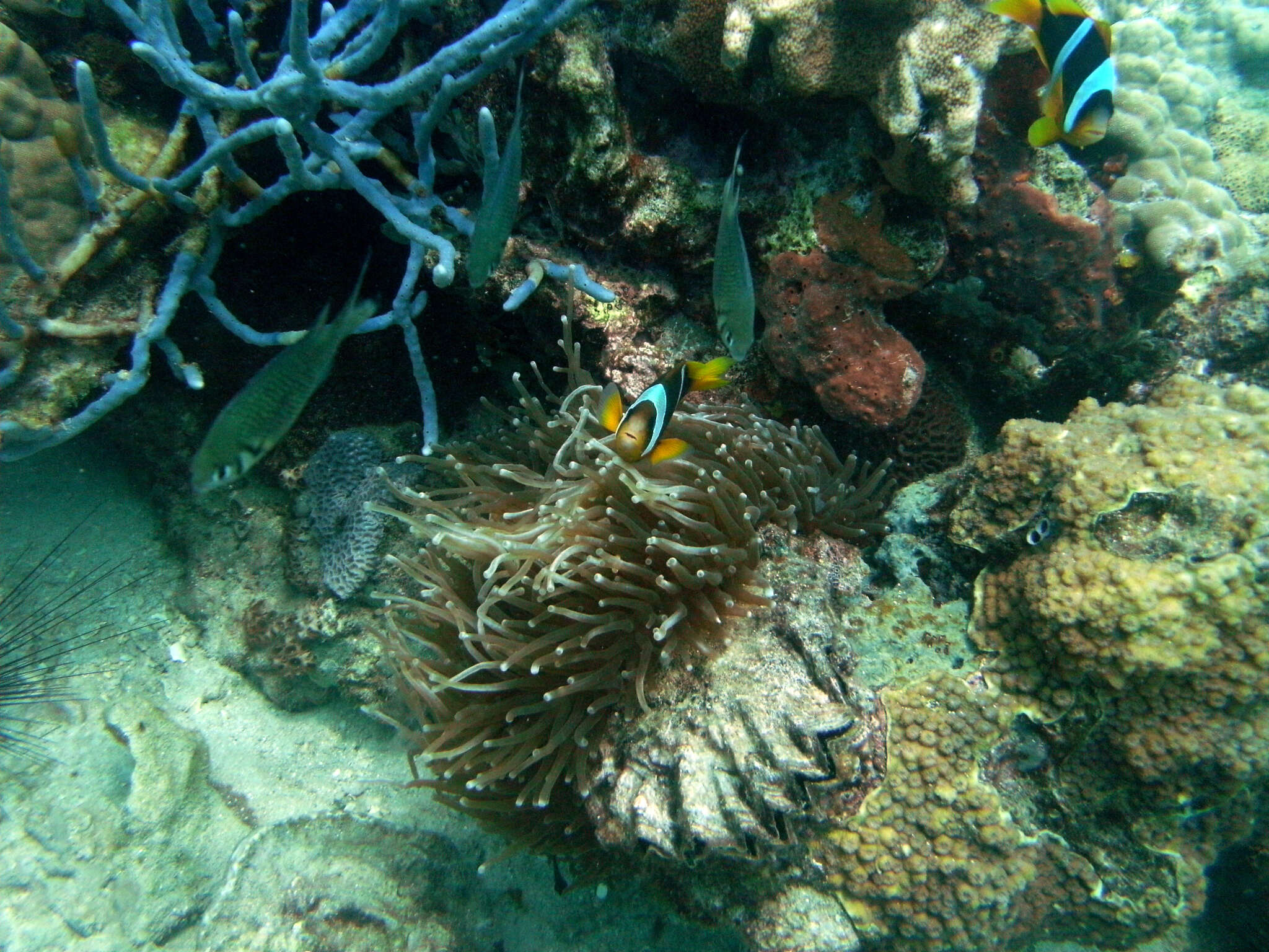 صورة Amphiprion latifasciatus Allen 1972