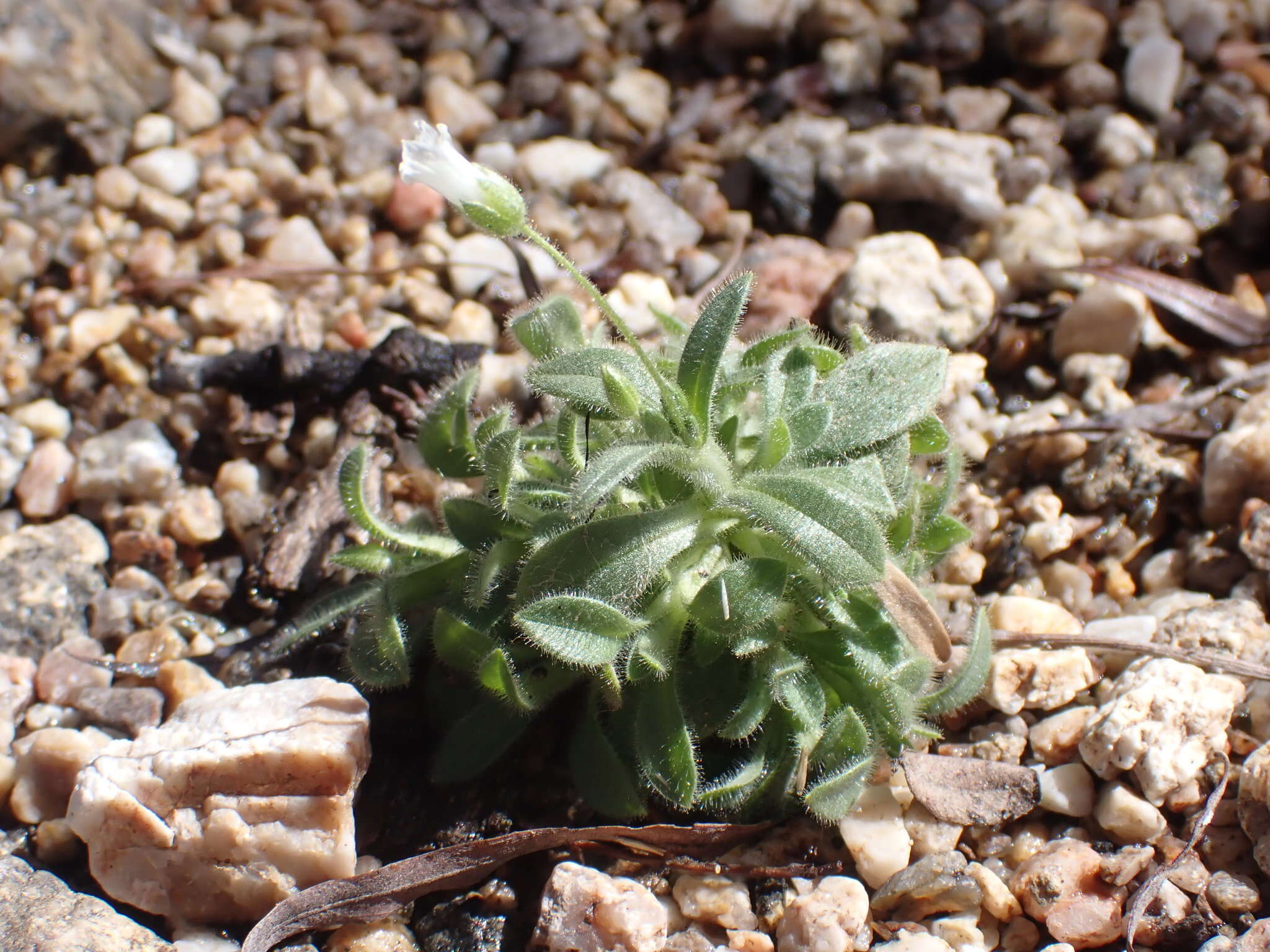 Image of Texas chickweed