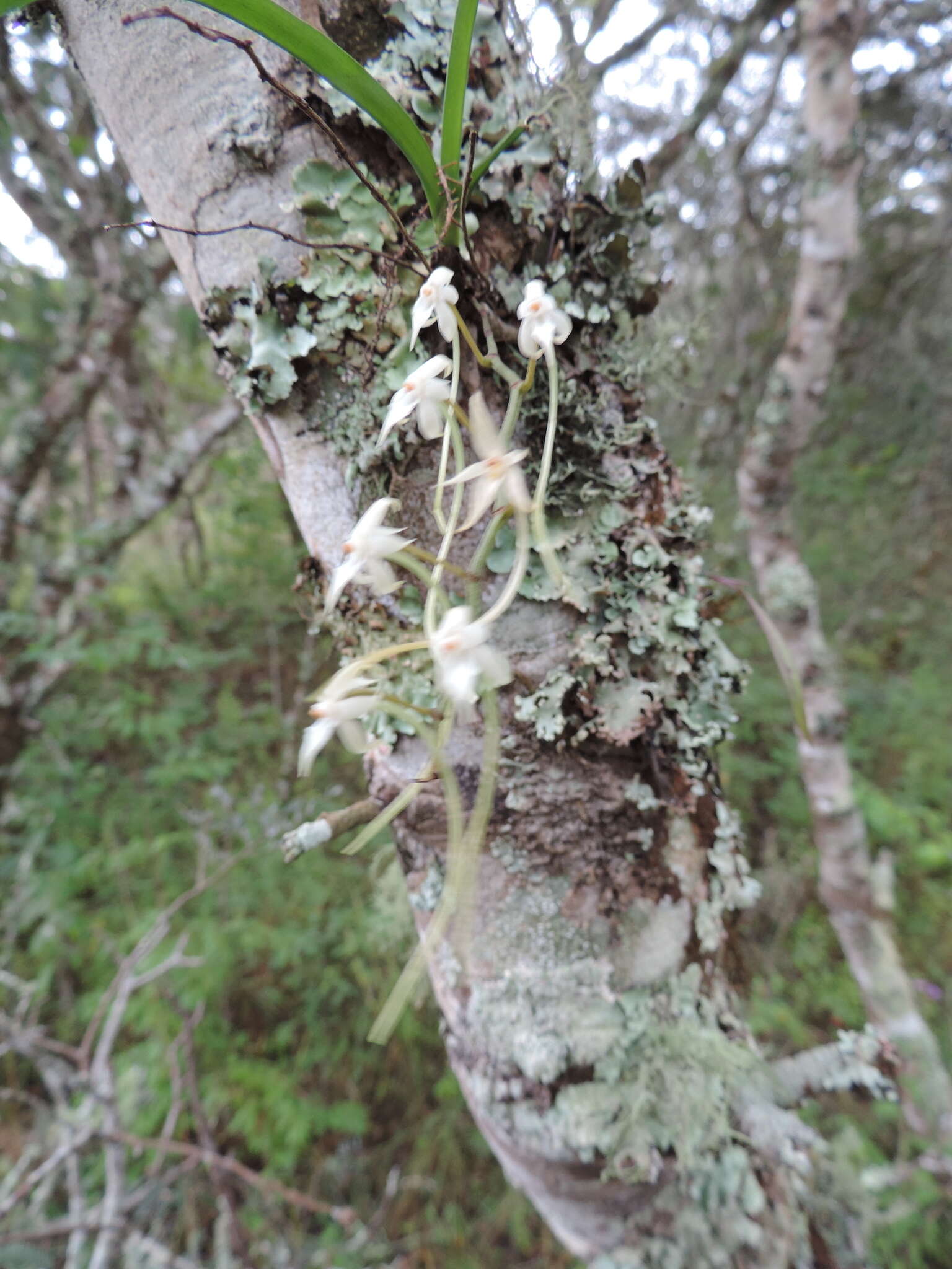 Image of Ypsilopus erectus (P. J. Cribb) P. J. Cribb & J. Stewart