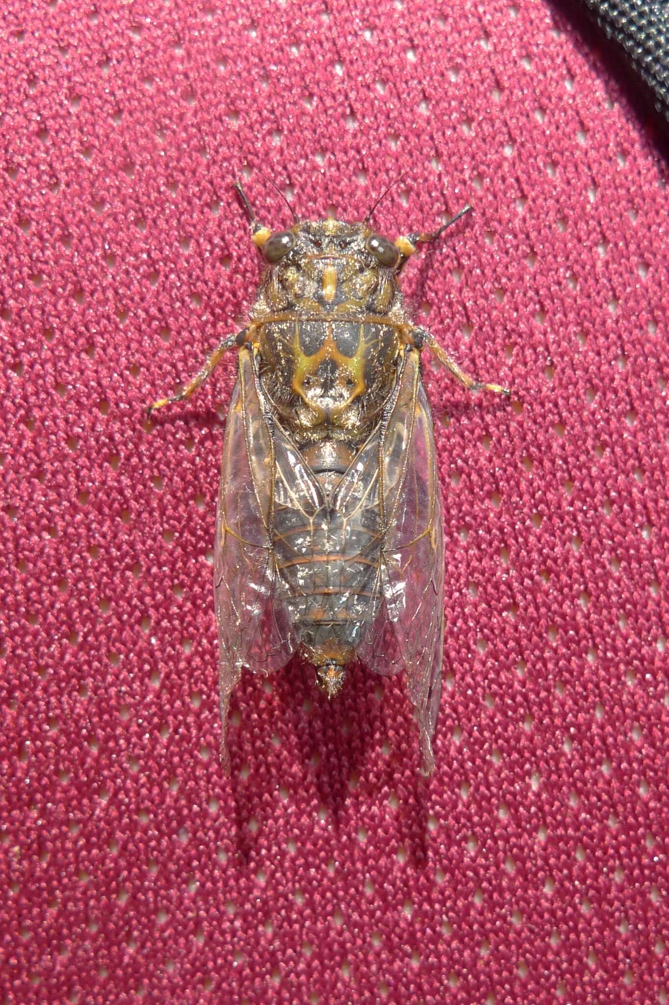 Image of chirping cicada