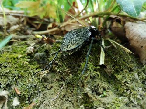 Image of Carabus (Procerus) gigas Creutzer 1799