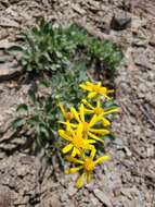 Image of shale barren ragwort