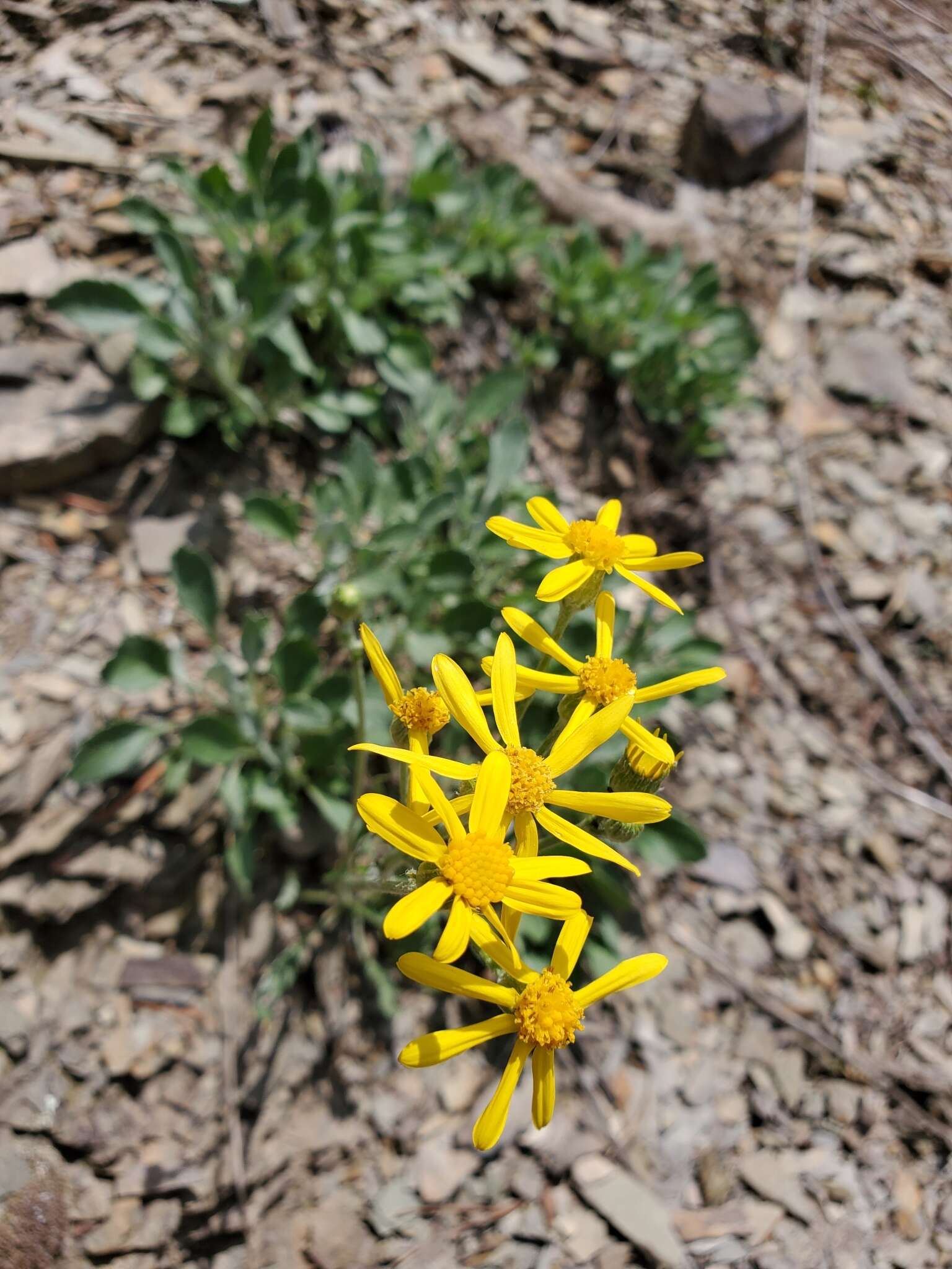 Image of shale barren ragwort