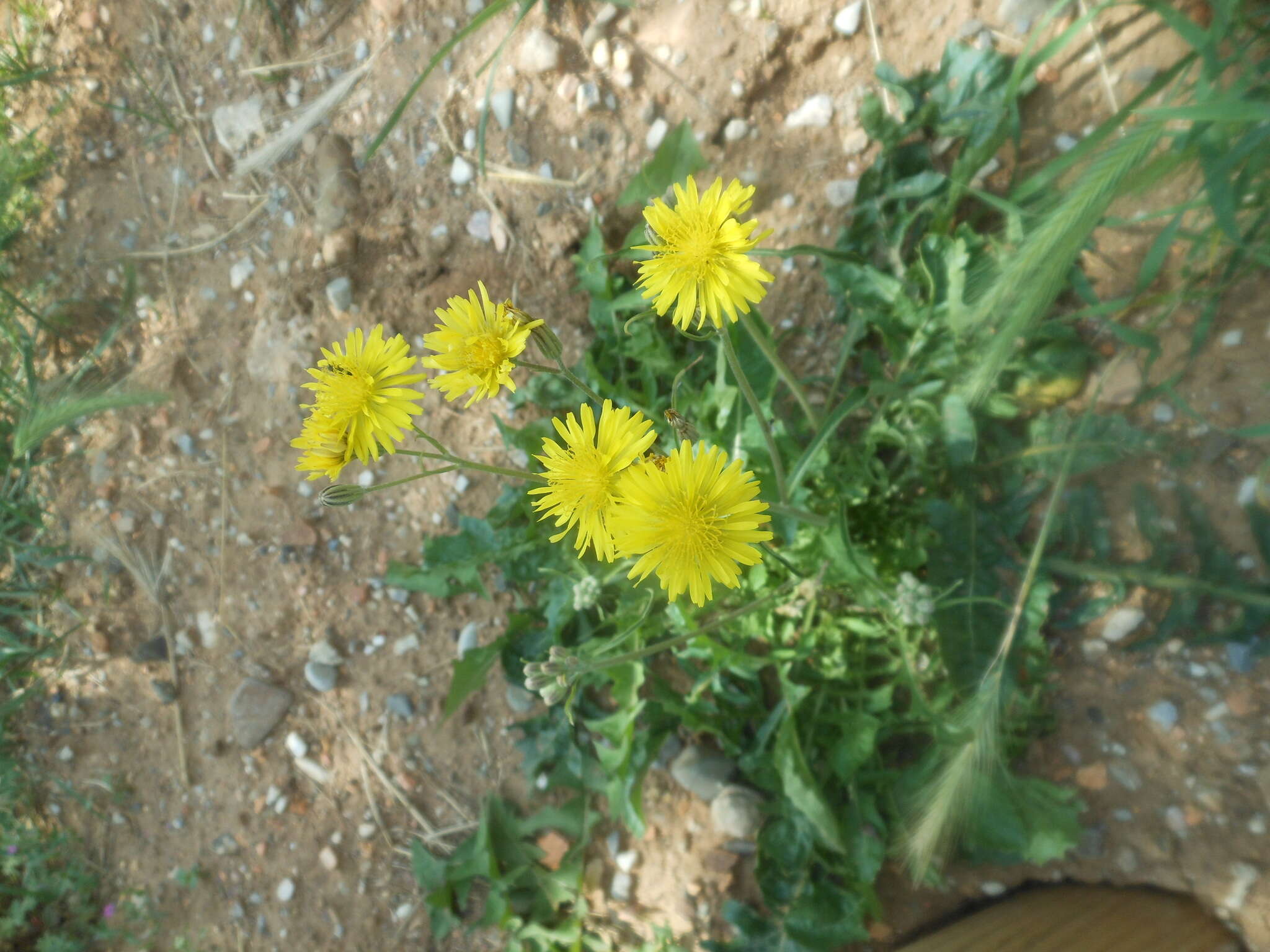 Image of Italian hawksbeard