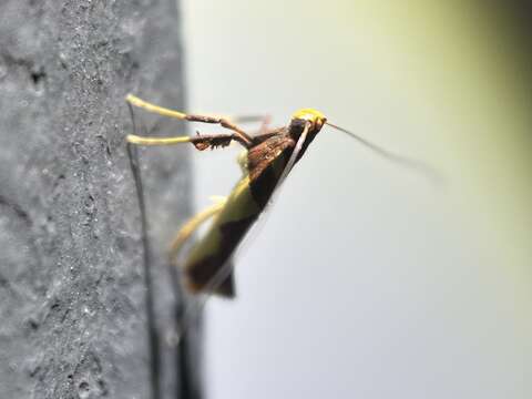 Image of Caloptilia xanthopharella (Meyrick 1880)