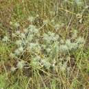 Image of Coyote thistle