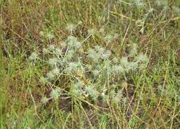 Imagem de Eryngium vaseyi Coult. & N. E. Rose