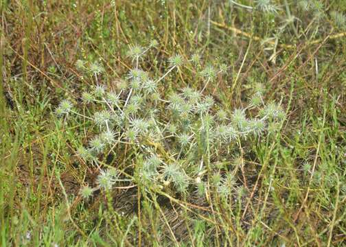 Image of Coyote thistle