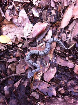 Image of Rock Rattlesnake