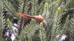 Image of Araucaria Tit-Spinetail