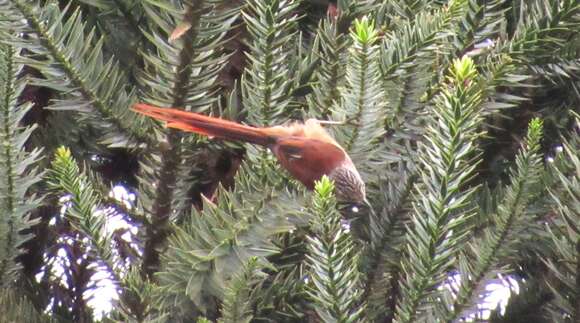 صورة Leptasthenura setaria (Temminck 1824)