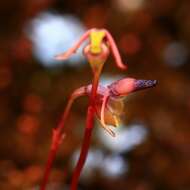 Image of Slender-leafed duck orchid