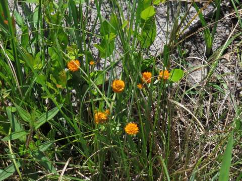 Sivun Polygala lutea L. kuva