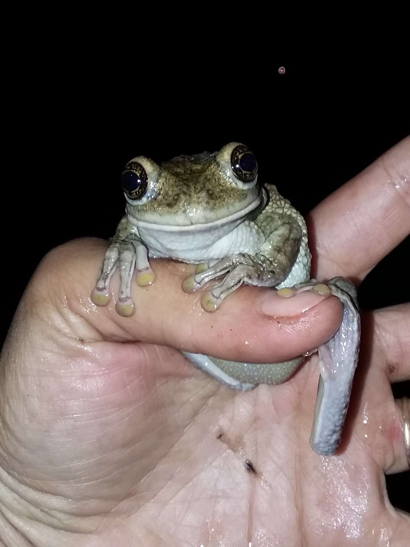 Image of Black-spotted Casque-headed Treefrog