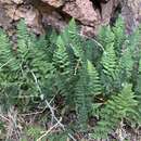 Image of graceful lipfern