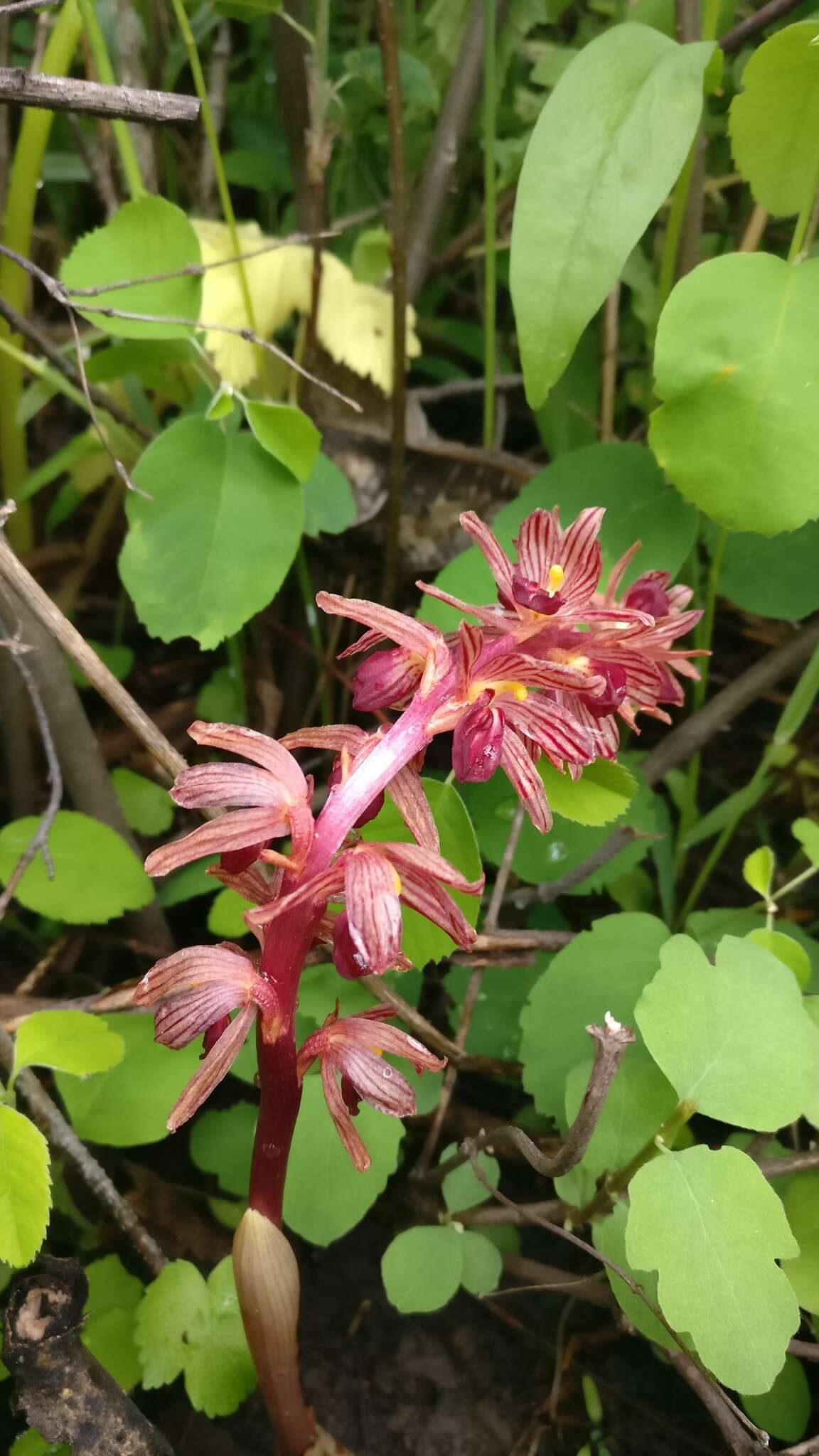 Image of hooded coralroot