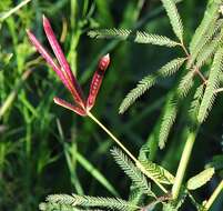 Desmanthus acuminatus Benth. resmi