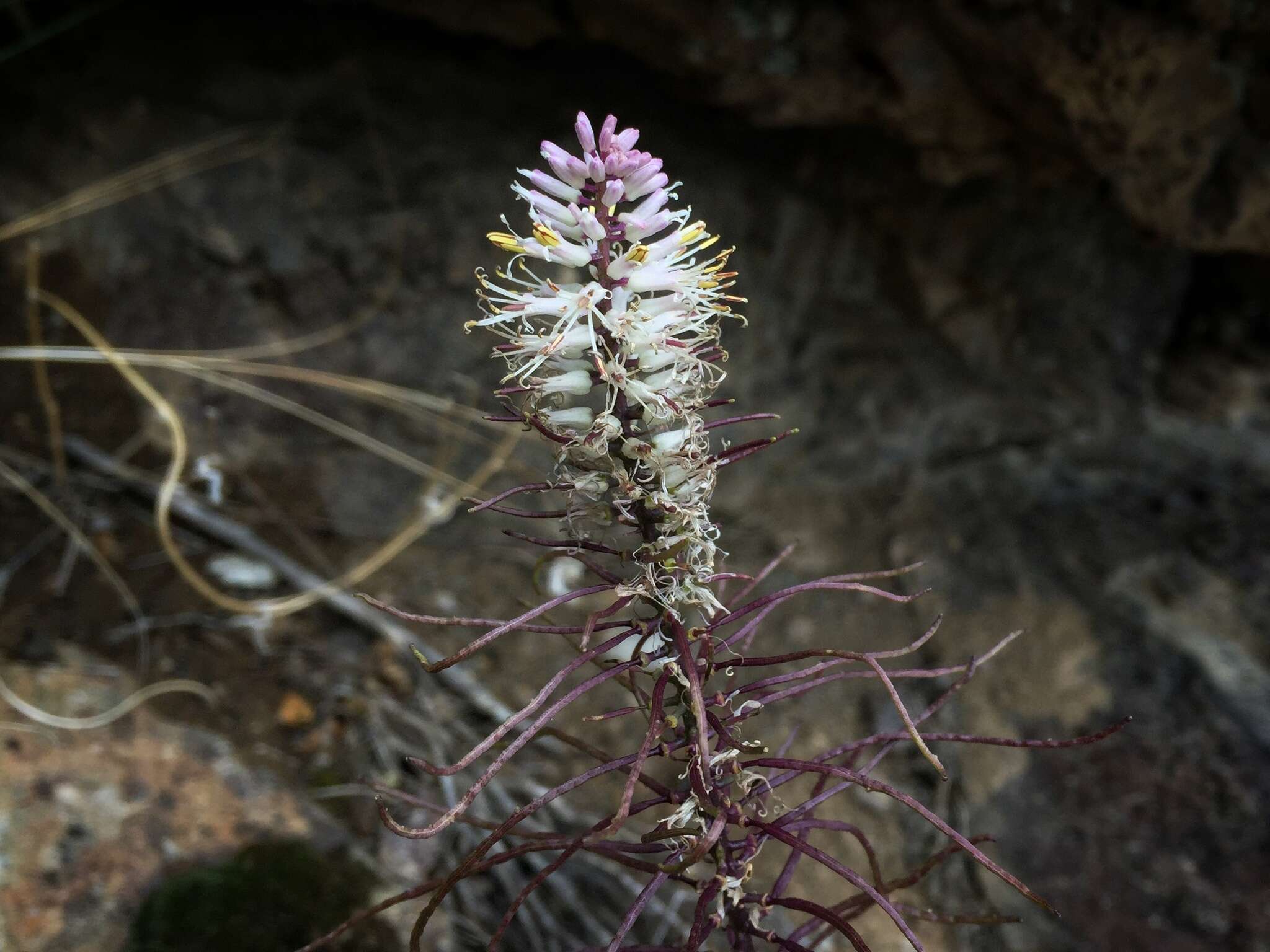 Image of cutleaf thelypody