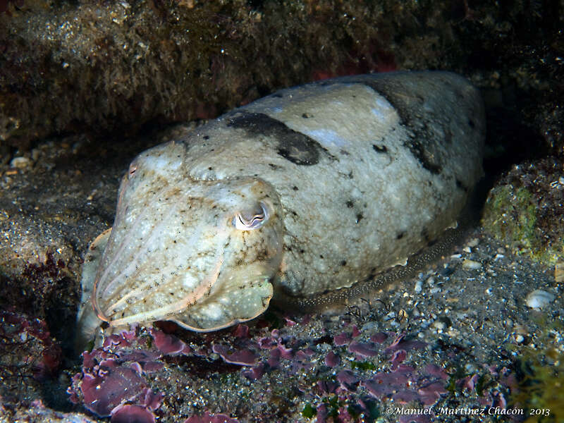 Image of Common Cuttlefish