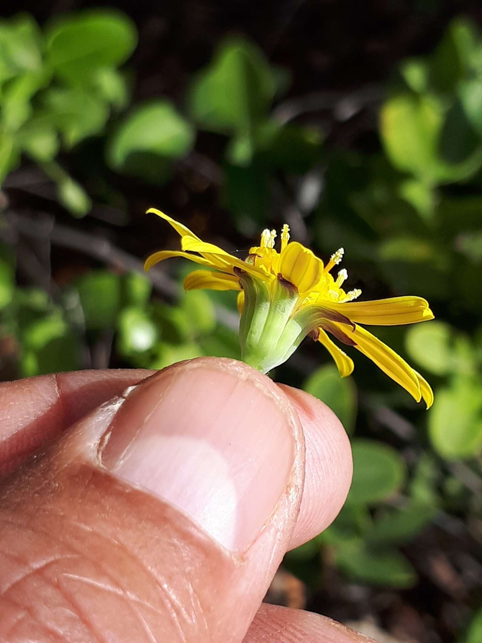 Image of Othonna perfoliata (L. fil.) Sch. Bip.