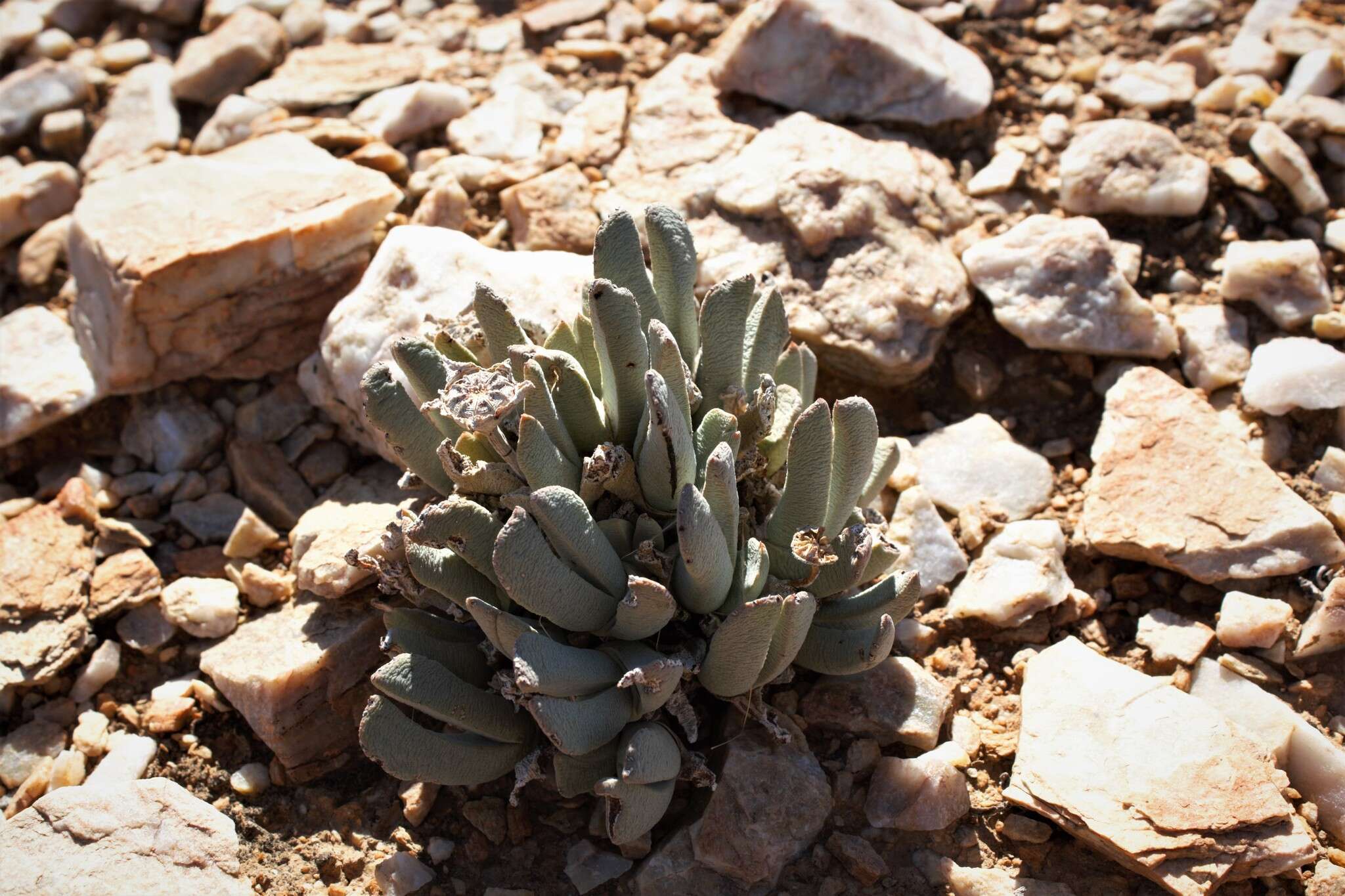 Image of Cheiridopsis robusta (Haw.) N. E. Br.