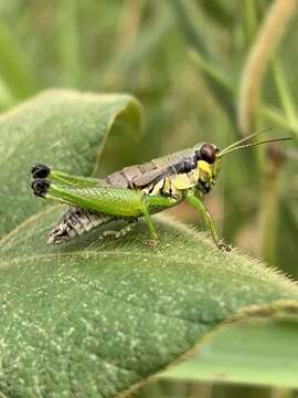 Слика од Melanoplus gracilis (Bruner & L. 1876)