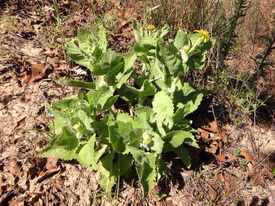 Imagem de Tetragonotheca ludoviciana (Torr. & A. Gray) A. Gray