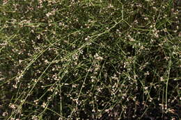 Image of Three-leafed chaff flower