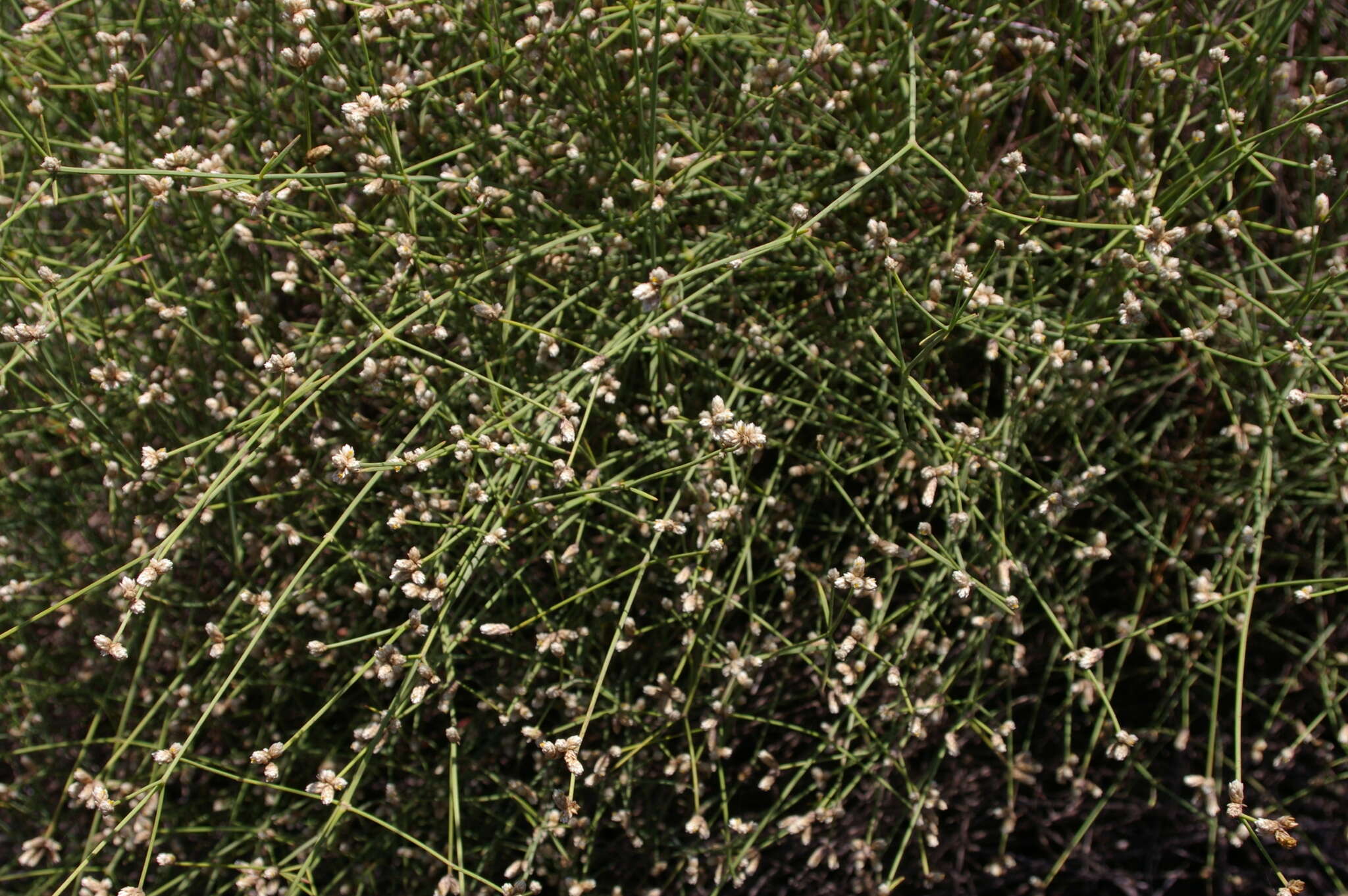 Image of Three-leafed chaff flower