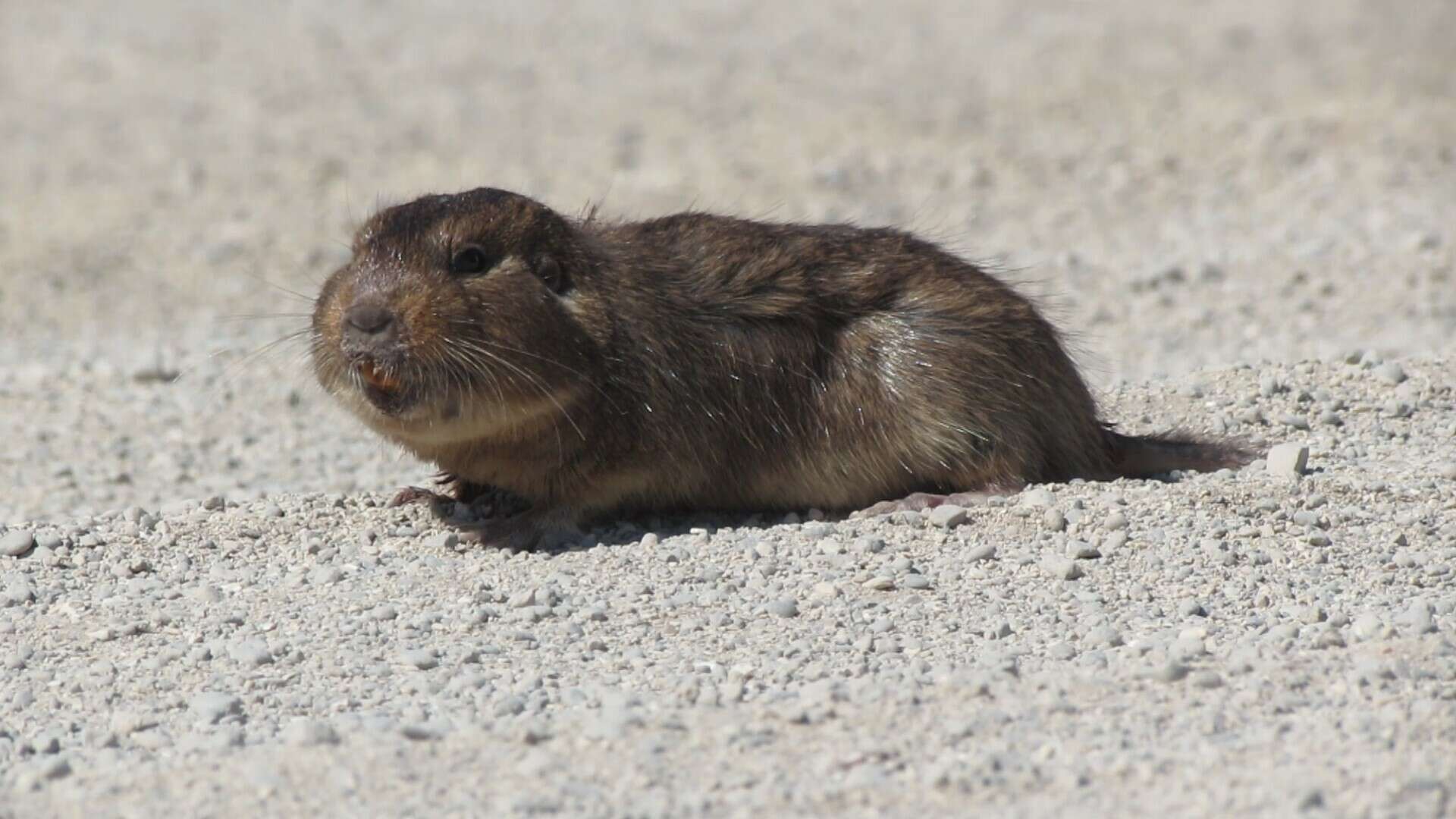 Image of Talas tuco-tuco