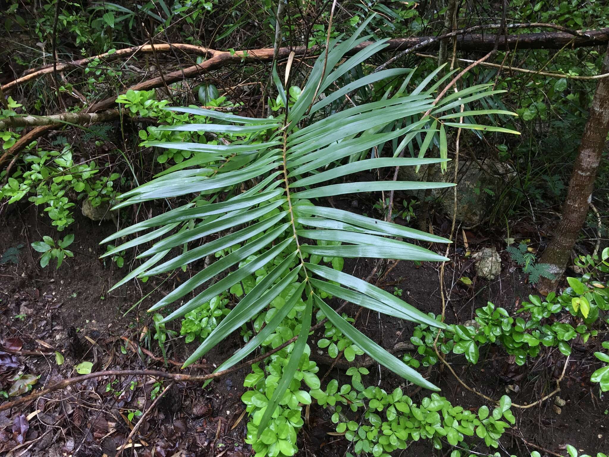 Image of coontie