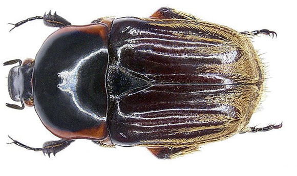 Image of <i>Criodera tuberculicollis</i>