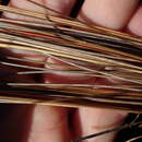 Image of Chionochloa juncea Zotov