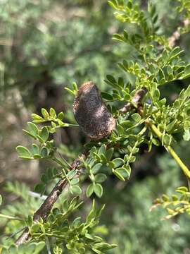 Image of Vachellia swazica (Burtt Davy) Kyal. & Boatwr.