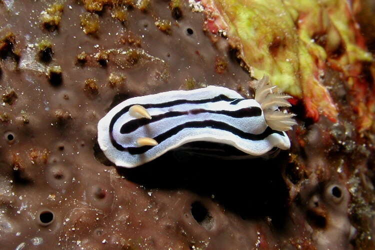 Image of Pale pink white black slug