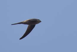 Image of Palm swift