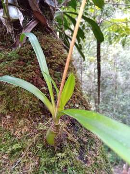 Imagem de Drimia urgineoides (Baker) J. C. Manning & Goldblatt