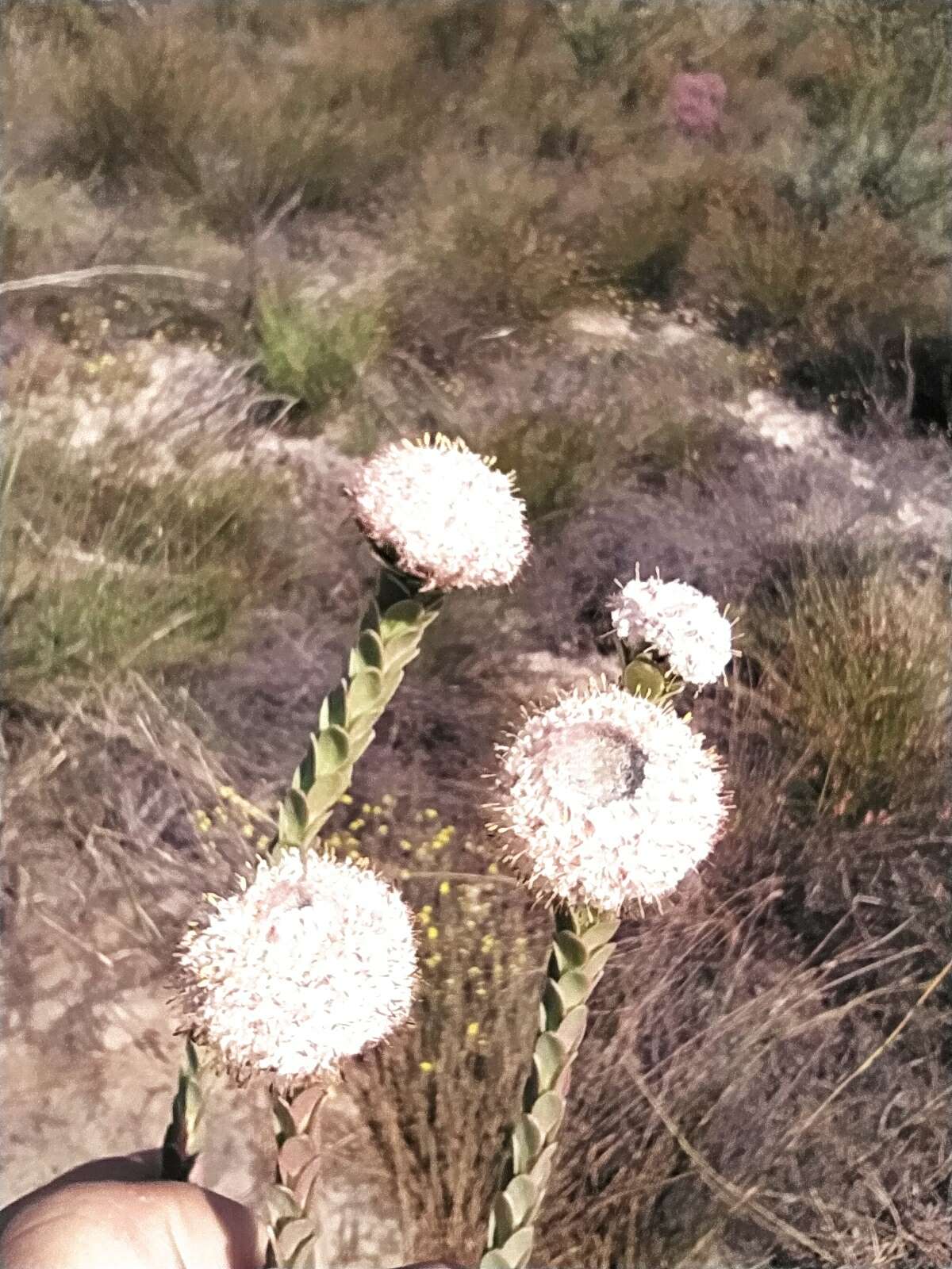 Image of Leucadendron concavum I. Williams