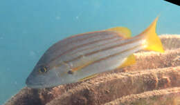 Image of Spanish flag snapper