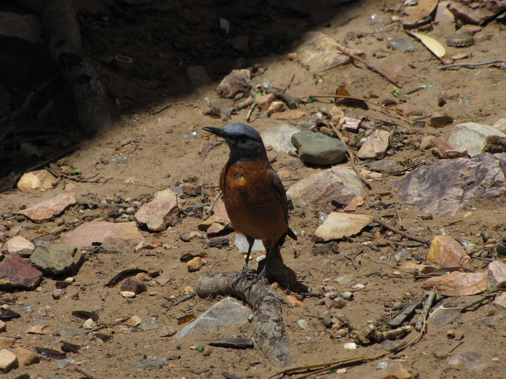 Image of Cape Rock Thrush